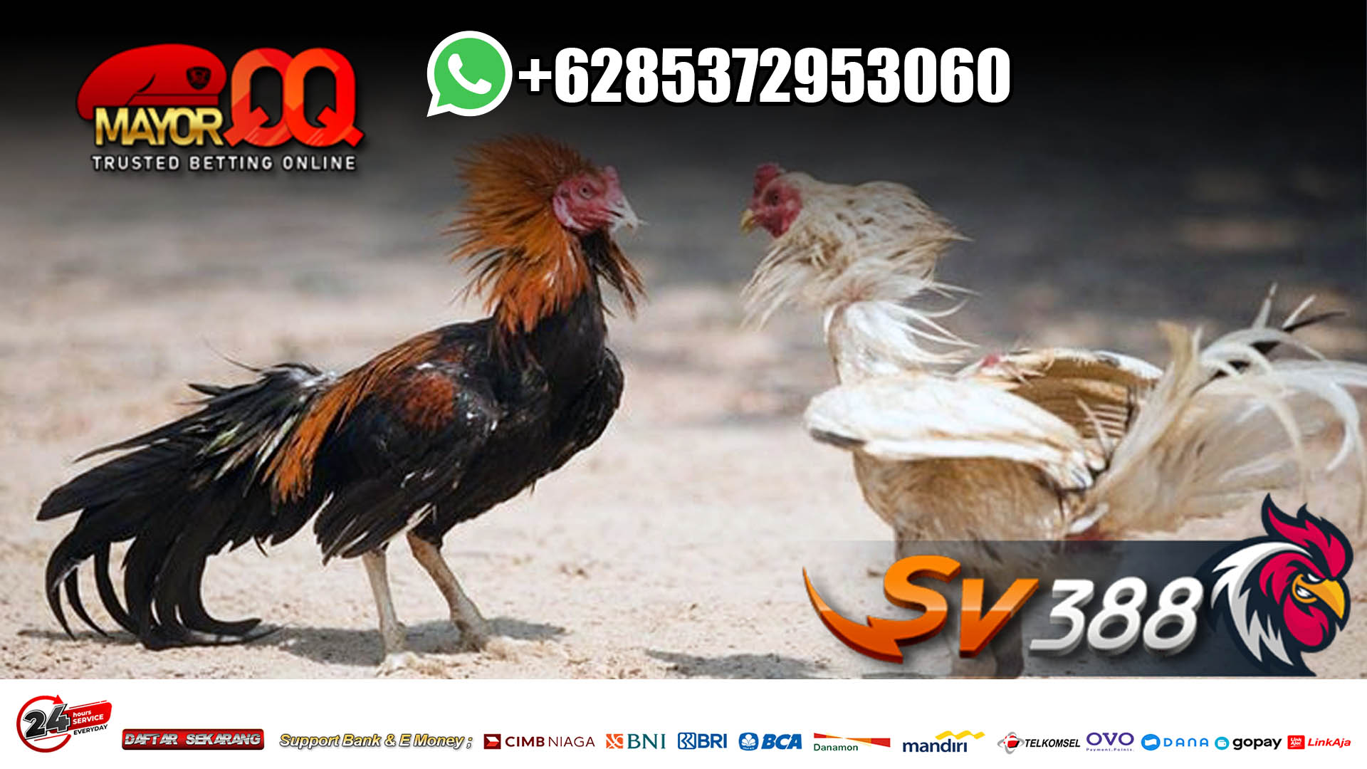 Download-Software-Sabung-Ayam-SV388.jpg