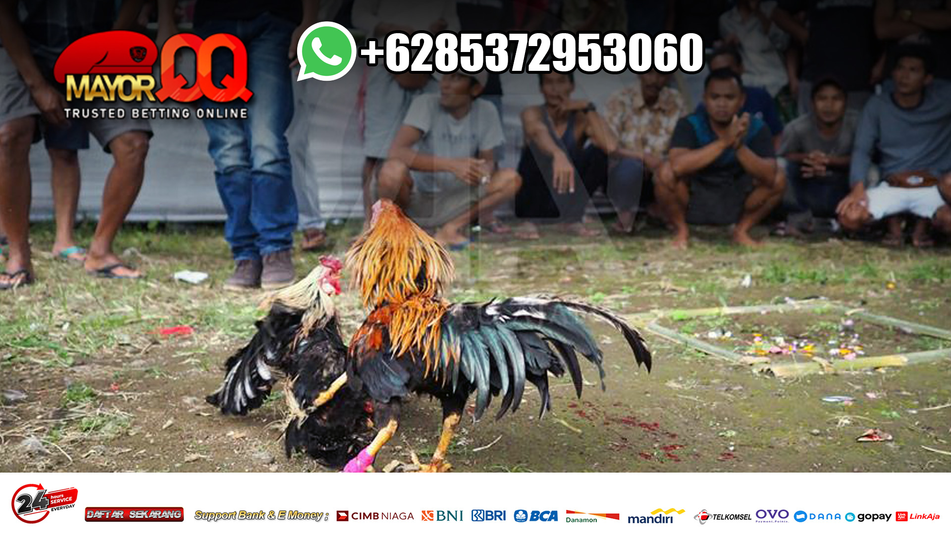 Sabung-Ayam-Live-Pisau-SV388-Nomor-1-di-Asia.jpg